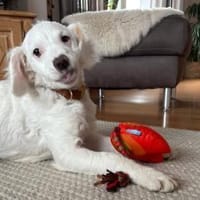 CURLY sucht ihr Traumkörbchen, Hündin zur Adoption