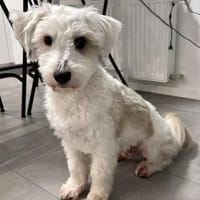 Leo, wenn ein Zuhause zerbricht, Hund zur Adoption