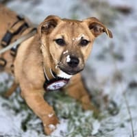 Ilvy sucht ihr Körbchen für immer, Hündin zur Adoption