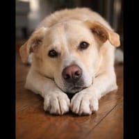 Sammy ein treuer Begleiter sucht ❤, Hund zur Adoption