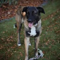 Erfahrenes Zuhause für sensiblen Hape, Hund zur Adoption