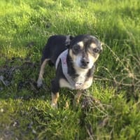 Betty ein kleines Pinschermixmädchen, Hündin zur Adoption