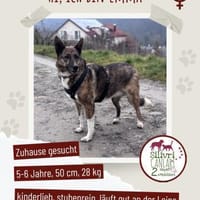 Emma sucht ein liebevolles Zuhause, Hündin zur Adoption