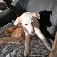 Bianca 💛 Hundemädchen sucht Happy-Home, Hündin zur Adoption