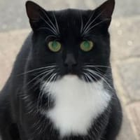 Holly, Katze zur Adoption