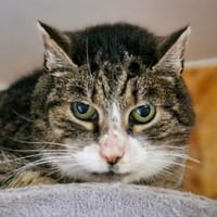 Erni, Kater zur Adoption