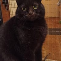 Olli - von der Straße auf die Couch, Kater zur Adoption