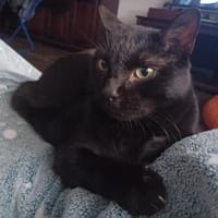 Sami hatte noch nie ein Anfrage, Kater zur Adoption