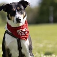 Lemmy sucht ein neues Zuhause, Hund zur Adoption