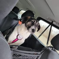 💕Sanya wartet auf ihre eigene Familie💕, Hündin zur Adoption