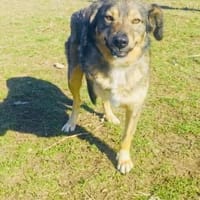 Berry ein Traumhaftes Kerlchen, Hund zur Adoption