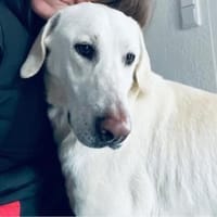 Mina, Hund zur Adoption