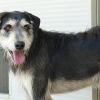 Omega sucht sein Glück, Hund zur Adoption