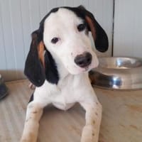 Freundliche Clara sucht Familie, Hündin zur Adoption