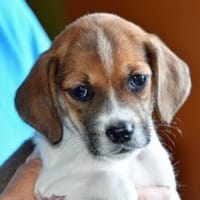 Lisa möchte Ihr Herz erwärmen, Hündin zur Adoption