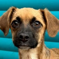 JETTE-süße, bezaubernde Welpen-Hündin, Hündin zur Adoption