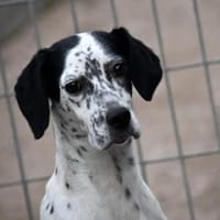 Osella wünscht sich Geborgenheit, Hündin zur Adoption