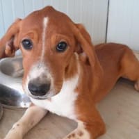 Calipso hofft auf seine Chance, Hund zur Adoption