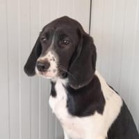 Möchten Sie Celeste zu sich holen?, Hündin zur Adoption