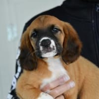 Darf Clotilde Ihre Familie bereichern?, Hündin zur Adoption