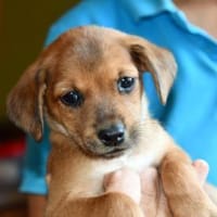 Lalla möchte Sie kennenlernen, Hündin zur Adoption