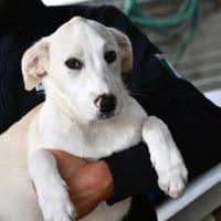 Pippino möchte seine Menschen finden, Hund zur Adoption