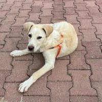 Baran möchte Ihre Familie bereichern?, Hund zur Adoption