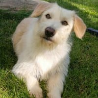 Kira möchte endlich ankommen!, Hündin zur Adoption