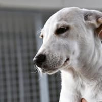 Pippa möchte Ihre Familie bereichern, Hündin zur Adoption