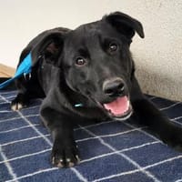 Pluto wartet im Tierheim Sulzbach, Hund zur Adoption