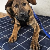 Pietro wartet im Tierheim Sulzbach, Hund zur Adoption