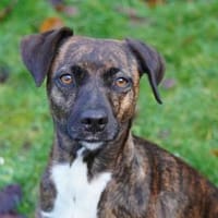 Wer gibt Silly ein Zuhause?, Hündin zur Adoption