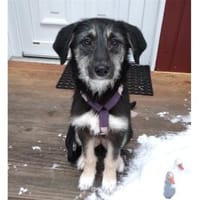 Jule - wartet in 29342 Wienhausen, Hündin zur Adoption