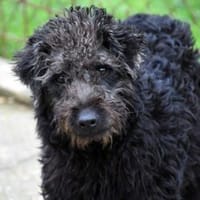 Clio möchte Vertrauen fassen, Hündin zur Adoption