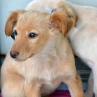 Körbchen für Iggy gesucht, Hündin zur Adoption