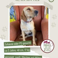 Fred sucht ein liebevolles Zuhause, Hund zur Adoption