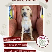 Wilma sucht ein liebevolles Zuhause, Hündin zur Adoption