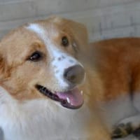 Liebe Menschen für Nani gesucht, Hündin zur Adoption