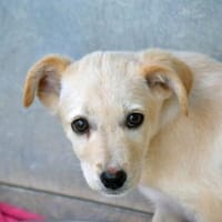 Ivy sucht Für-immer-Zuhause, Hündin zur Adoption