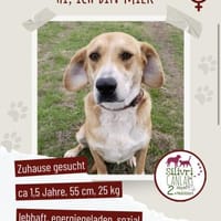 Milk sucht ein liebevolles Zuhause, Hündin zur Adoption