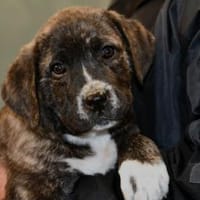 Darf Mirna zu Ihnen gehören?, Hündin zur Adoption