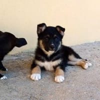 Möchten Sie Orson ein Zuhause geben?, Hund zur Adoption