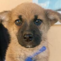 Oriana wünscht sich glückliches Leben, Hündin zur Adoption