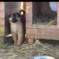 Martha 30 cm (Jan 26) Pflegestelle, Hündin zur Adoption