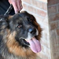 Ayo sucht aktive Menschen, Hund zur Adoption