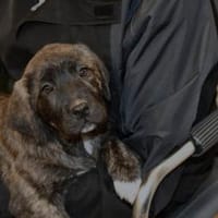 Wollen Sie Milka ein Zuhause geben?, Hündin zur Adoption