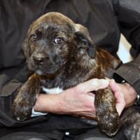 Mimma sucht ihr Traumzuhause, Hündin zur Adoption