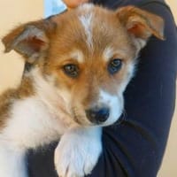 Oro wünscht sich seine Familie, Hund zur Adoption