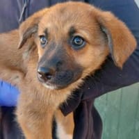 Ondra sucht ihr Körbchen, Hündin zur Adoption