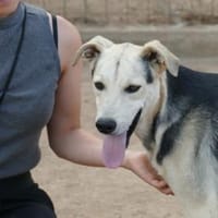 Bonito freut sich auf sein neues Leben, Hund zur Adoption